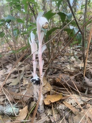 Monotropa uniflora image