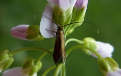 Cauchas rufimitrella