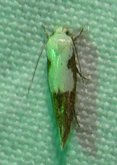 Mompha circumscriptella