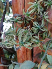 Pereskia aculeata