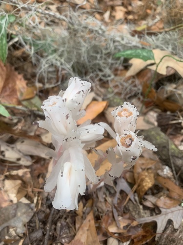 Monotropa uniflora image