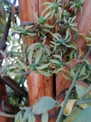 Pereskia aculeata