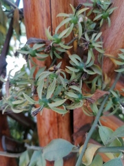 Pereskia aculeata