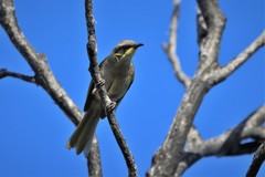 Lichenostomus cratitius