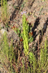 Olearia rudis
