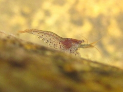 Caridina cantonensis