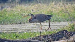 Ardea purpurea