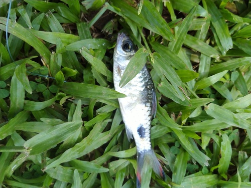 Singalese barbeel (Dawkinsia singhala) — Cyprinidae — 2