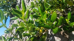 Coprosma repens