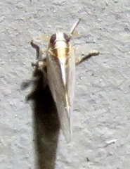 Muellerianella laminalis