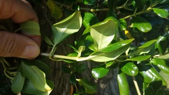 Coprosma repens