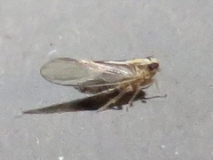 Muellerianella laminalis
