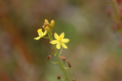 Bulbine semibarbata