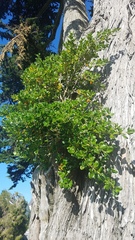 Coprosma repens