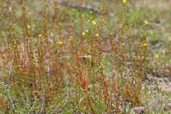 Bulbine semibarbata