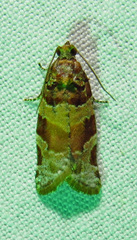 Argyrotaenia kimballi