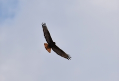 Buteo jamaicensis