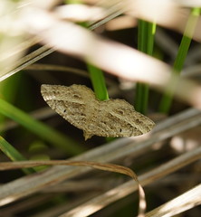 Chrysolarentia subrectaria