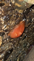 Cnemidocarpa finmarkiensis