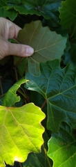 Rhoicissus tomentosa