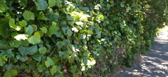 Rhoicissus tomentosa