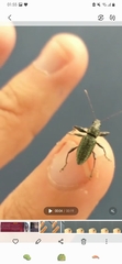 Entiminae
