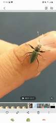 Entiminae