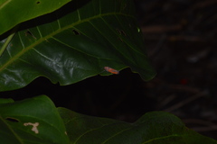 Bothrogonia addita