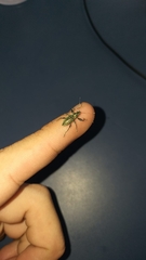 Entiminae