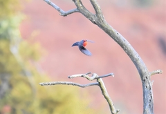 Pyrocephalus rubinus