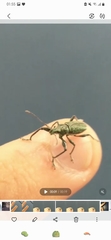 Entiminae
