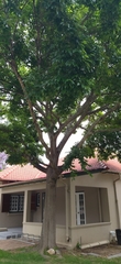 Celtis