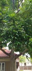 Celtis