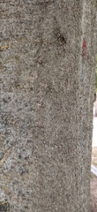 Celtis