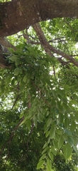 Celtis