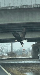 Haliaeetus