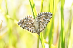 Chrysolarentia symphona
