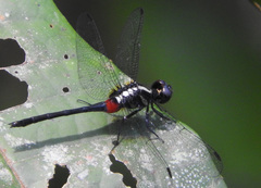 Oxythemis phoenicosceles