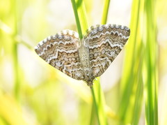 Chrysolarentia symphona
