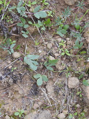 Sanicula bipinnatifida