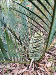 Macrozamia spiralis