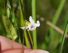 Viola caleyana