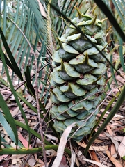 Macrozamia spiralis