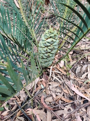 Macrozamia spiralis