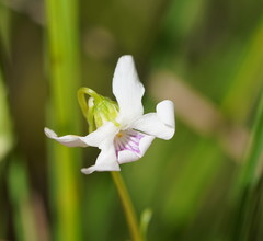 Viola caleyana