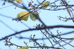 Bursera instabilis