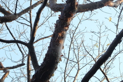Bursera instabilis
