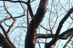Bursera instabilis