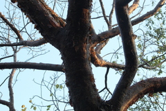 Bursera instabilis