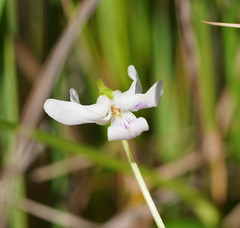 Viola caleyana